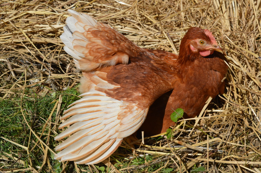 chiken